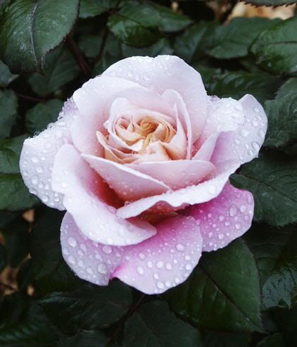 photo DistantDrums060605.jpg